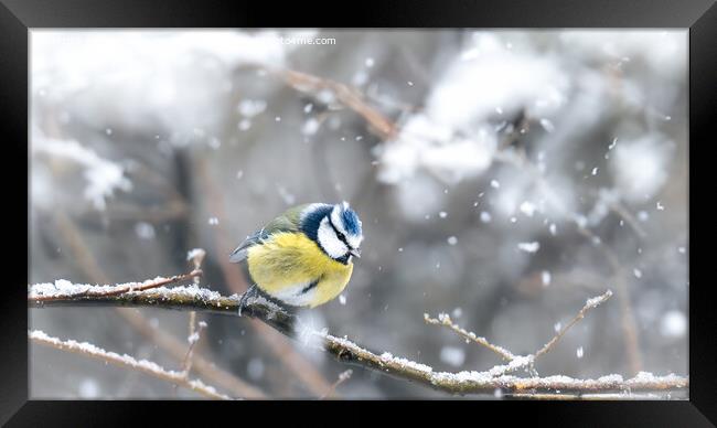 Blue Tit in Snow Framed Print by Bradley Taylor