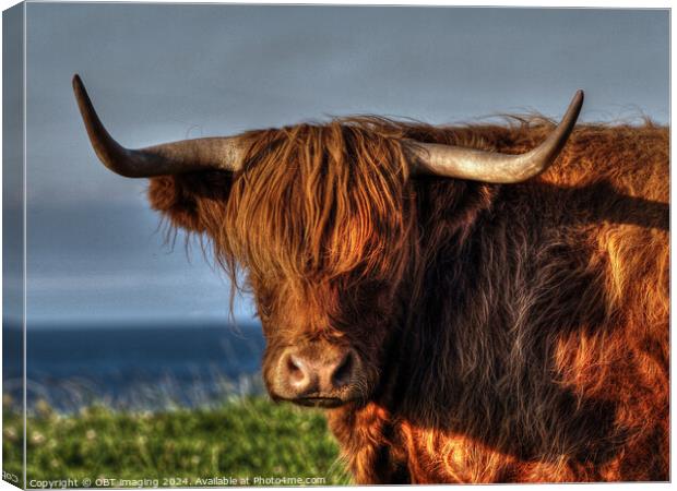 Highland Cow Coo Called Whisky Scottish Highlands Canvas Print by OBT imaging