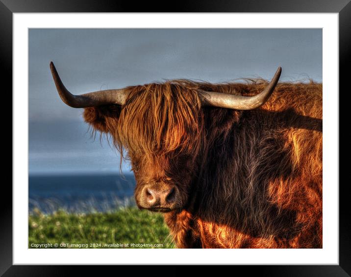 Highland Cow Coo Called Whisky Scottish Highlands Framed Mounted Print by OBT imaging