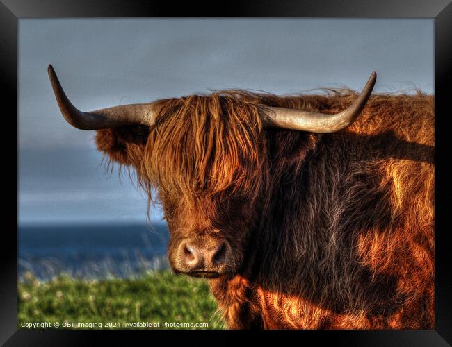 Highland Cow Coo Called Whisky Scottish Highlands Framed Print by OBT imaging
