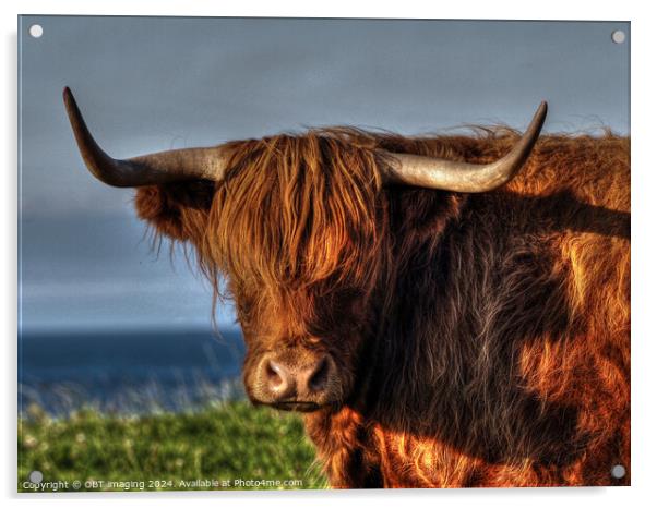 Highland Cow Coo Called Whisky Scottish Highlands Acrylic by OBT imaging