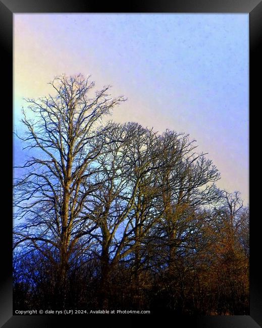 TREE'S IN WINTER RAIN Framed Print by dale rys (LP)