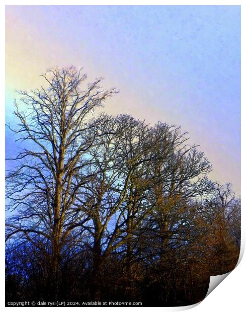 TREE'S IN WINTER RAIN Print by dale rys (LP)
