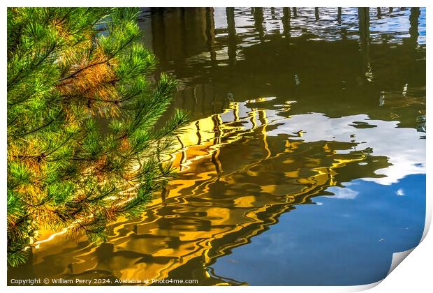 Pine Tree Water Reflection Garden Kinkaku-Ji Golden Pavilion TKy Print by William Perry