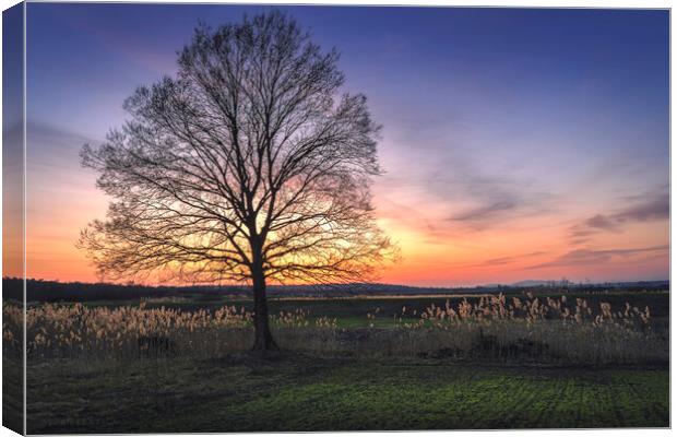 Lonely bare tree in the field at sunset Canvas Print by Dejan Travica