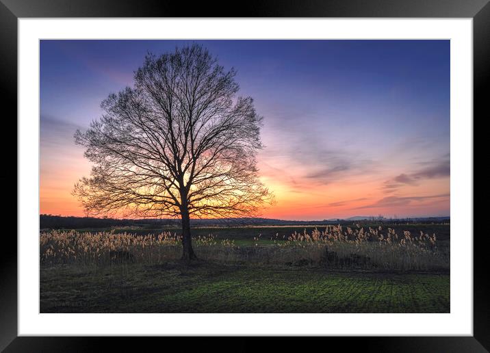 Lonely bare tree in the field at sunset Framed Mounted Print by Dejan Travica