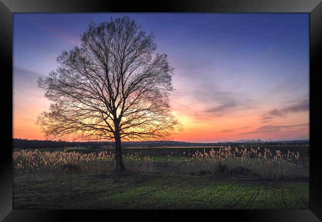 Lonely bare tree in the field at sunset Framed Print by Dejan Travica