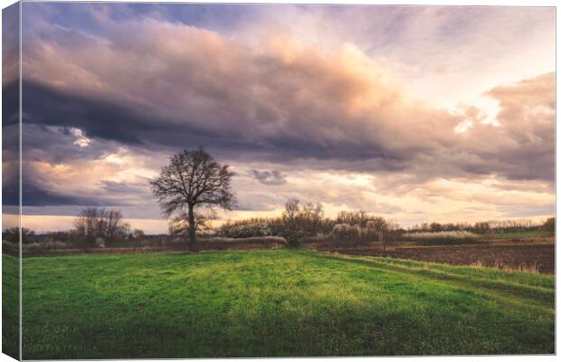 Somewhere between winter and summer in the field Canvas Print by Dejan Travica