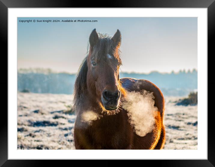 New Forest Pony on a frosty morning Framed Mounted Print by Sue Knight