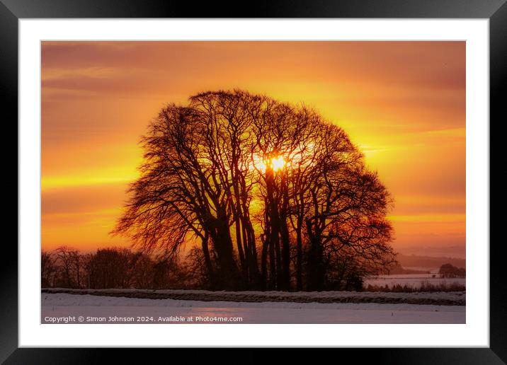 tree silhouettes at sunrise Framed Mounted Print by Simon Johnson