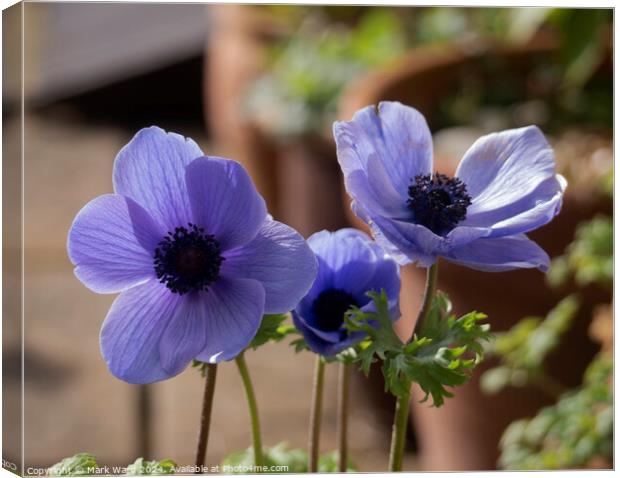 Anemone Flowers. Canvas Print by Mark Ward
