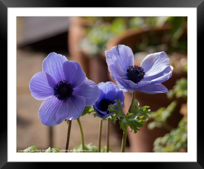 Anemone Flowers. Framed Mounted Print by Mark Ward