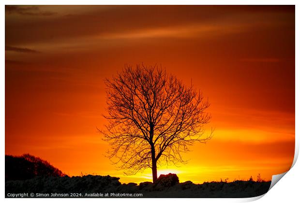 tree silhouette  at sunrise Print by Simon Johnson