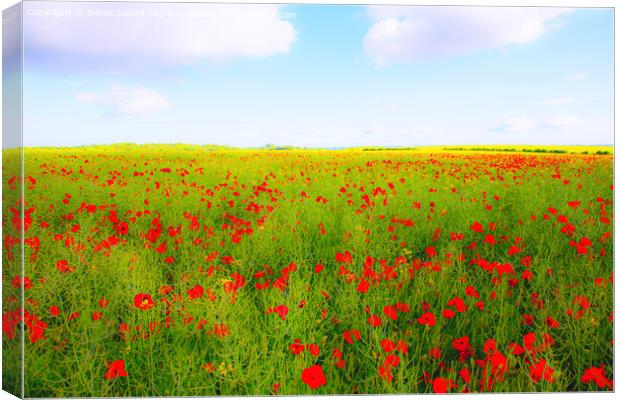Poppy field Canvas Print by Derek Daniel