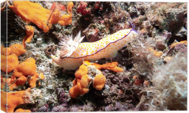 Nudibranch on a coral Reef, Musandam, Oman Canvas Print by Dave Collins
