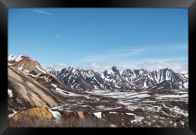 Partly snow covered tundra during spring in Denali National Park, Alaska, USA Framed Print by Dave Collins