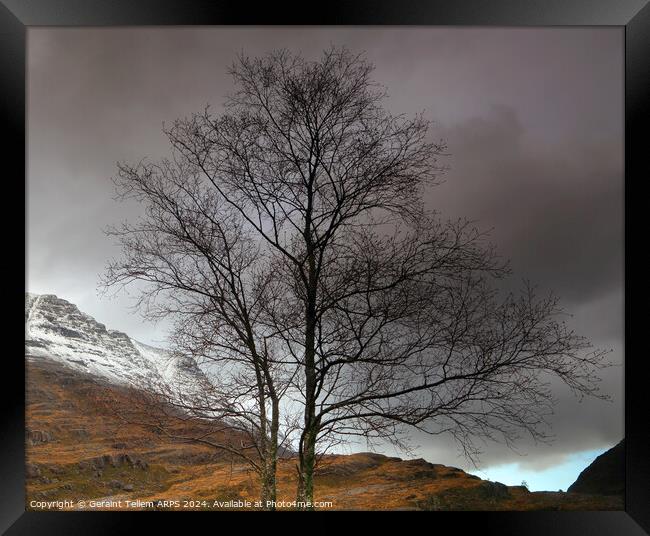 Lone tree, Glen Torridon, Highland, Scotland Framed Print by Geraint Tellem ARPS