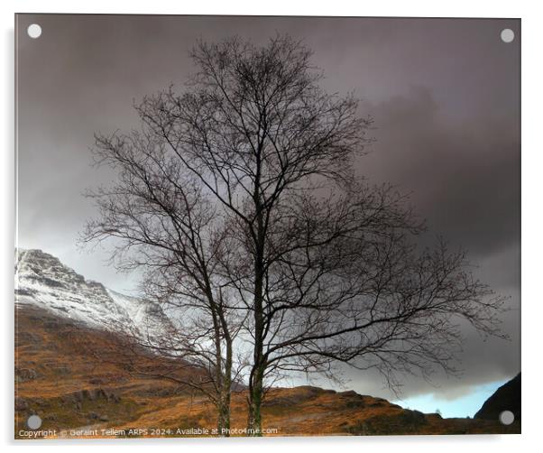 Lone tree, Glen Torridon, Highland, Scotland Acrylic by Geraint Tellem ARPS