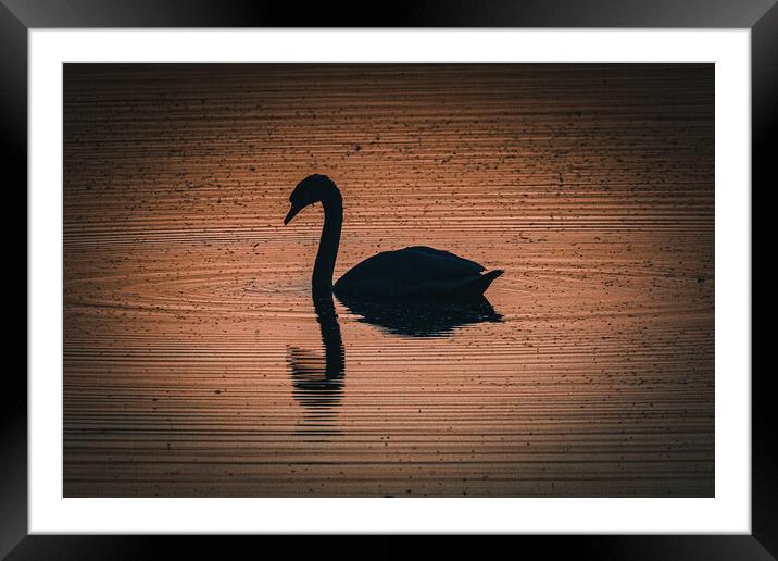 Swan Framed Mounted Print by Sam Owen