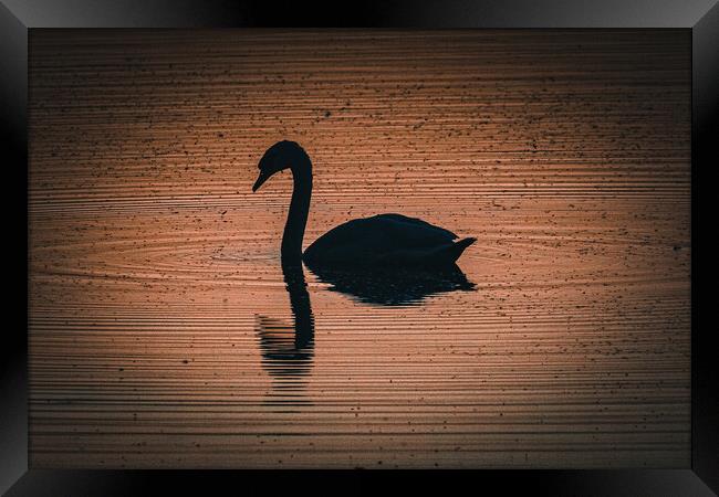 Swan Framed Print by Sam Owen