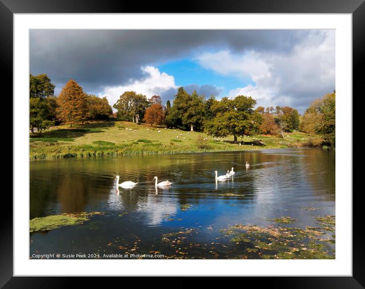 Mute Swans on the River near Chard Somerset Framed Mounted Print by Susie Peek