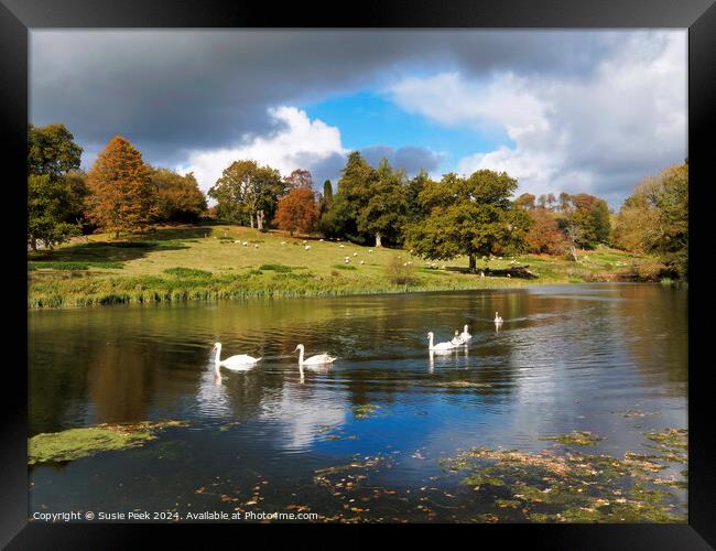 Mute Swans on the River near Chard Somerset Framed Print by Susie Peek