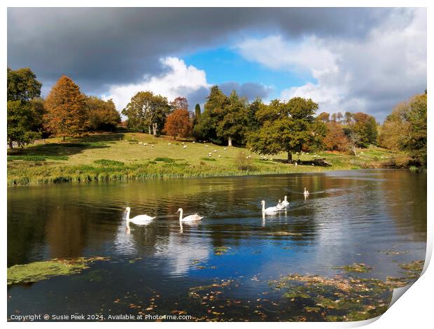Mute Swans on the River near Chard Somerset Print by Susie Peek