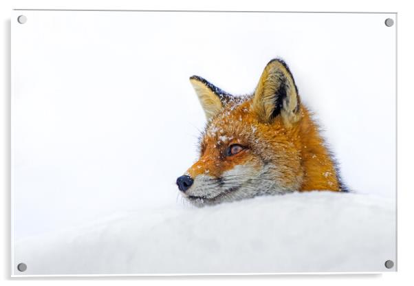 Red Fox Close Up in the Snow Acrylic by Arterra 