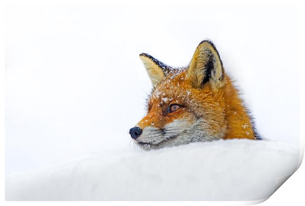 Red Fox Close Up in the Snow Print by Arterra 