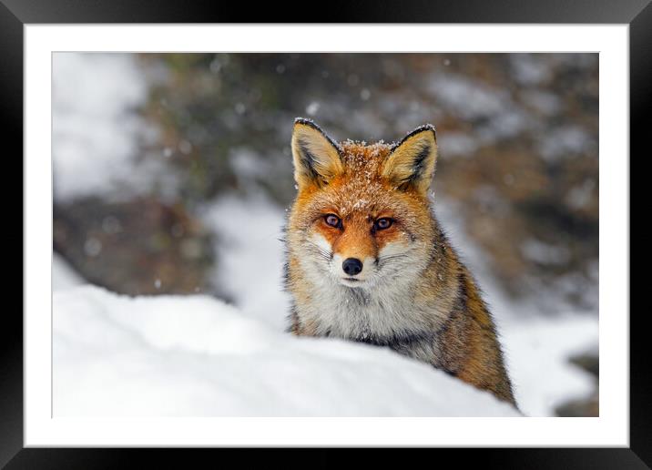 Red Fox Hunting in the Snow Framed Mounted Print by Arterra 