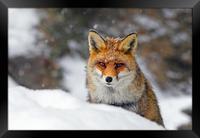 Red Fox Hunting in the Snow Framed Print by Arterra 