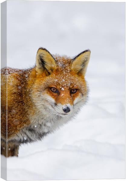 Cute Red Fox in Winter Canvas Print by Arterra 