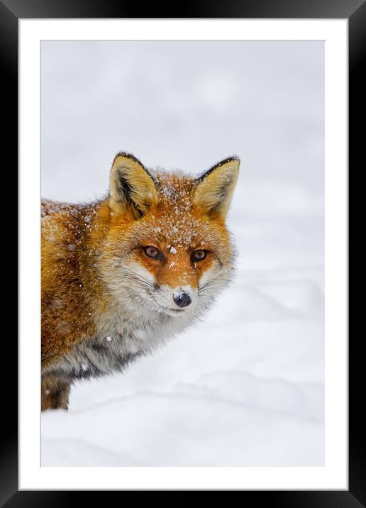 Cute Red Fox in Winter Framed Mounted Print by Arterra 