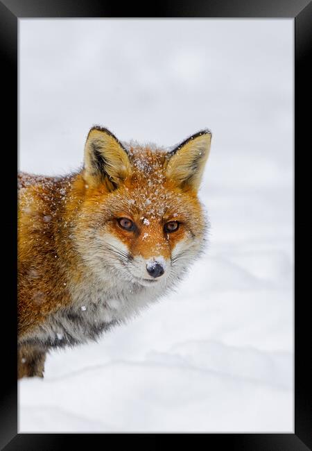 Cute Red Fox in Winter Framed Print by Arterra 
