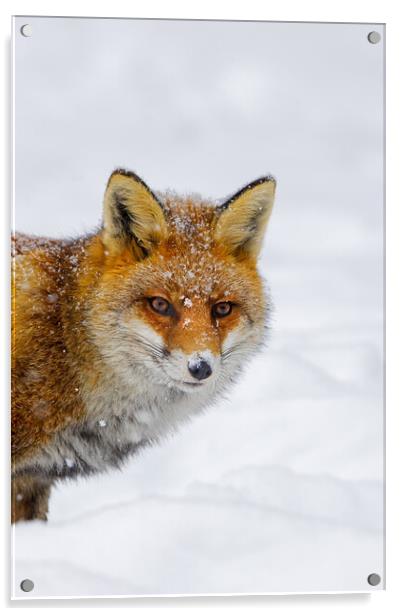 Cute Red Fox in Winter Acrylic by Arterra 