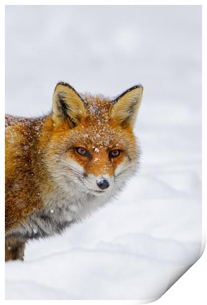 Cute Red Fox in Winter Print by Arterra 