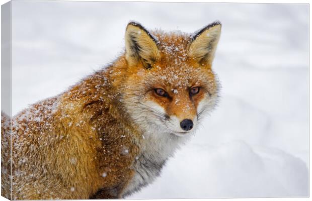 Red Fox in Winter Canvas Print by Arterra 