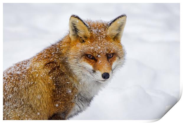 Red Fox in Winter Print by Arterra 