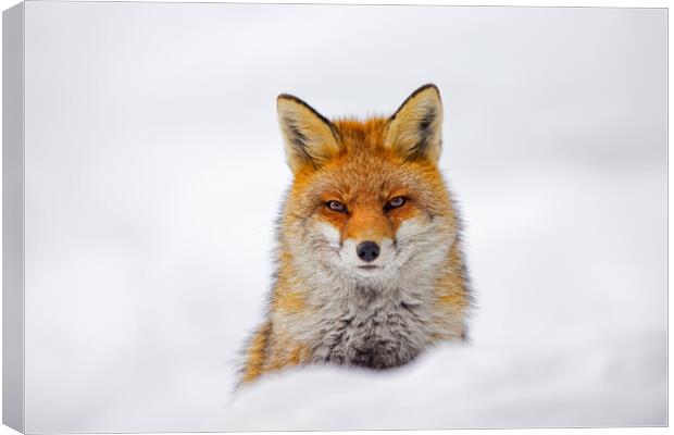 Red Fox Portrait in the Snow Canvas Print by Arterra 