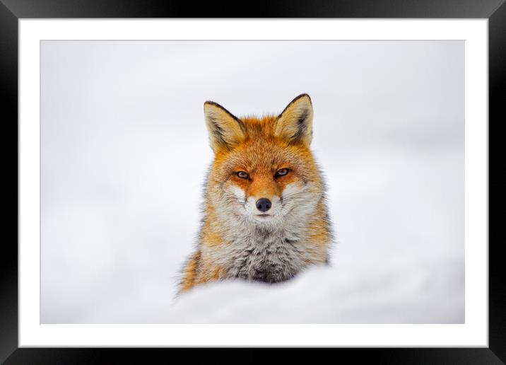 Red Fox Portrait in the Snow Framed Mounted Print by Arterra 