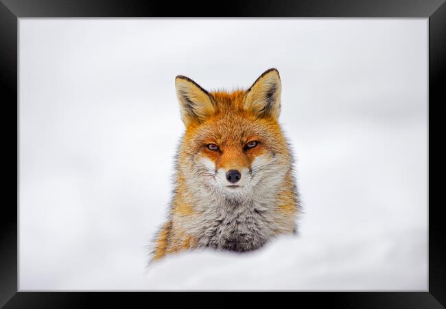 Red Fox Portrait in the Snow Framed Print by Arterra 