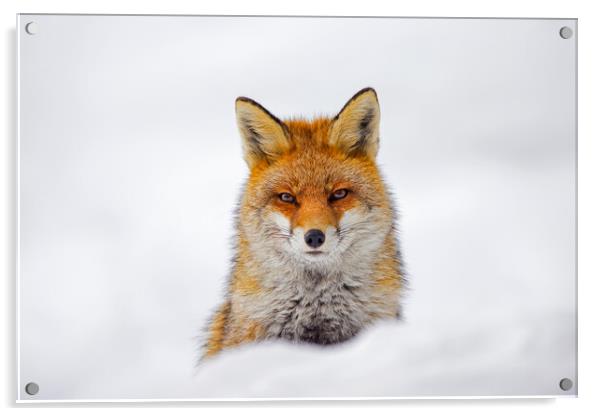 Red Fox Portrait in the Snow Acrylic by Arterra 