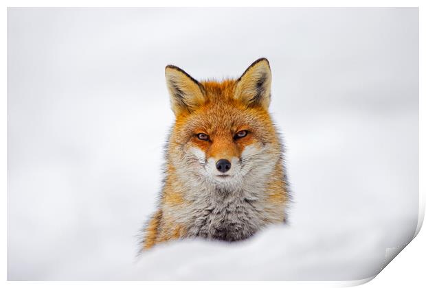 Red Fox Portrait in the Snow Print by Arterra 