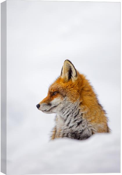 Cute Red Fox in the Snow Canvas Print by Arterra 