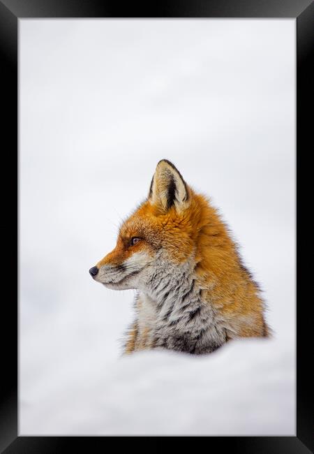Cute Red Fox in the Snow Framed Print by Arterra 