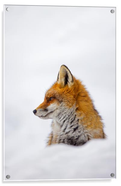 Cute Red Fox in the Snow Acrylic by Arterra 