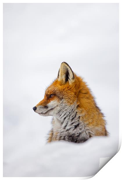 Cute Red Fox in the Snow Print by Arterra 