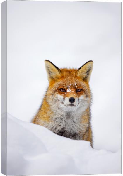 Red Fox during Snowfall Canvas Print by Arterra 