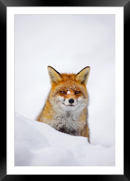 Red Fox during Snowfall Framed Mounted Print by Arterra 
