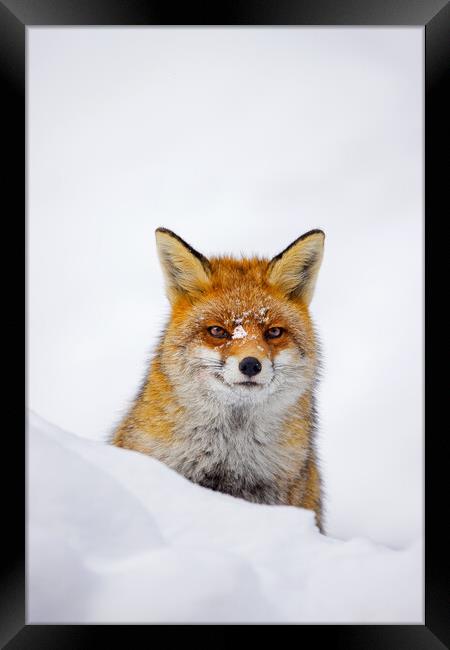Red Fox during Snowfall Framed Print by Arterra 